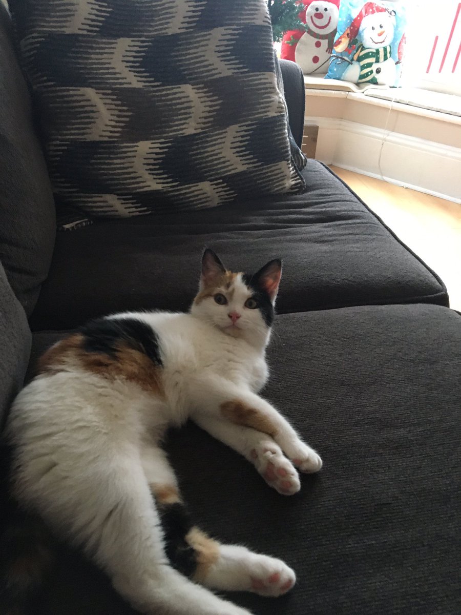 KellyGo26605573's tweet photo. My new furry friend has grown in the past three weeks ❤️🐈 https://t.co/239lm6F6QM