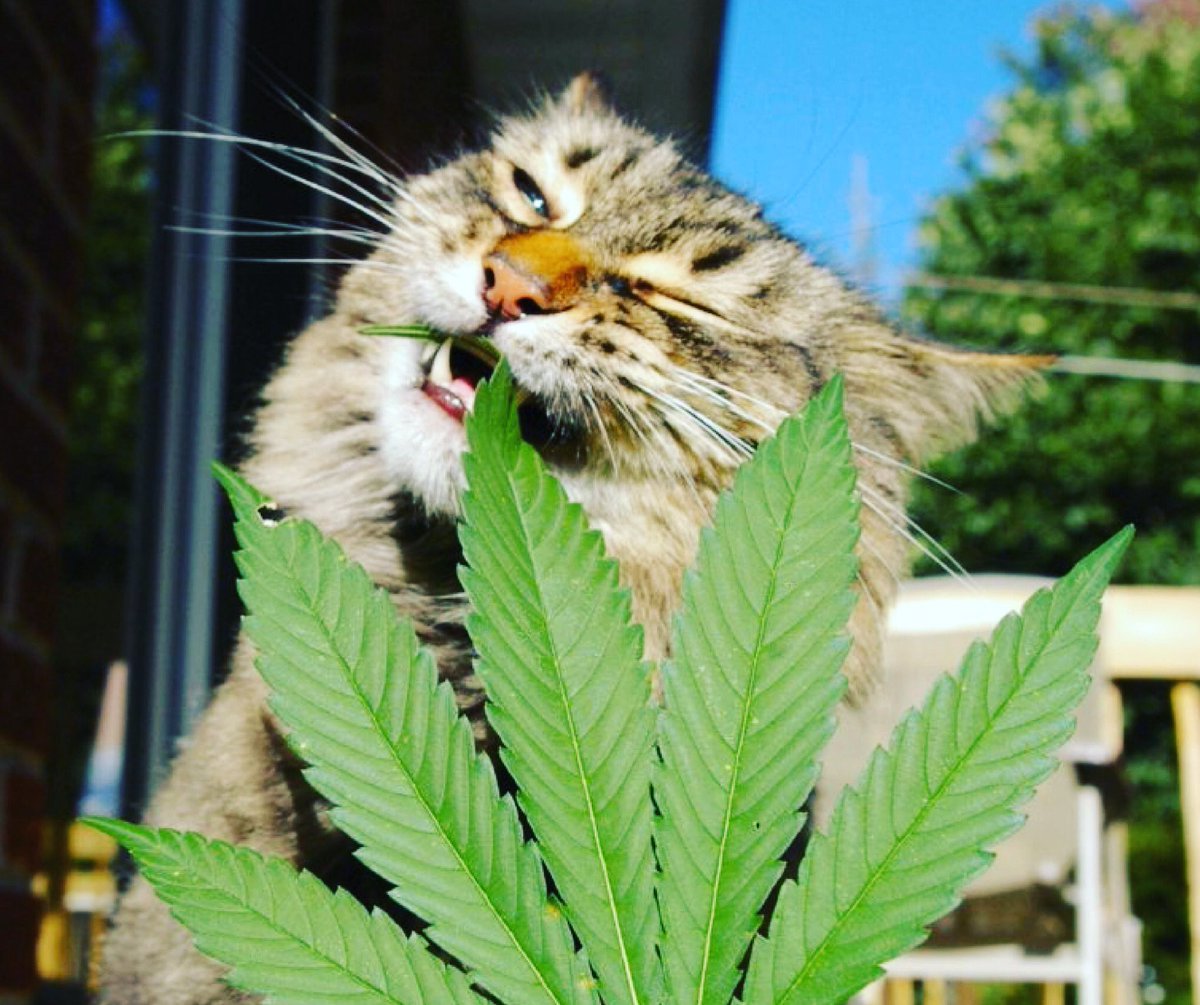 Лист марихуаны/лист каннабиса. Шаржи с марихуаной. Лист марихуаны на прозрачном фоне. Веселая травинка. Лягушка спокойствие.