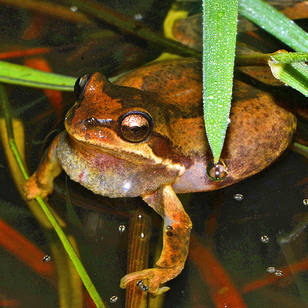 FrogsCalling's tweet photo. This little beauty, the Victorian Tree Frog (also known as the Plains Brown Tree Frog), Litoria paraewingi, had a starring role in the summer issue of Croak! newsletter. Find it at https://t.co/grseAo60eF
📷 By Damien Cook
#victoriantreefrog #frogscalling #frogfriday https://t.co/w1wAAlgOPT