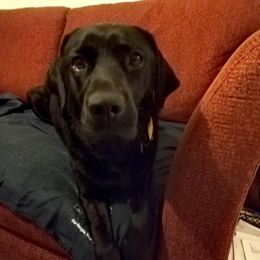 llangariad's tweet photo. Fern was presented with the @lanyonbowdler #LBBear blanket tonight. 
She came. 
She saw. 
She snoozed.
#HappyDog #ChristmasCuddles #dogsoftwitter #fortheloveofdogs https://t.co/AwmqB6Ht5t
