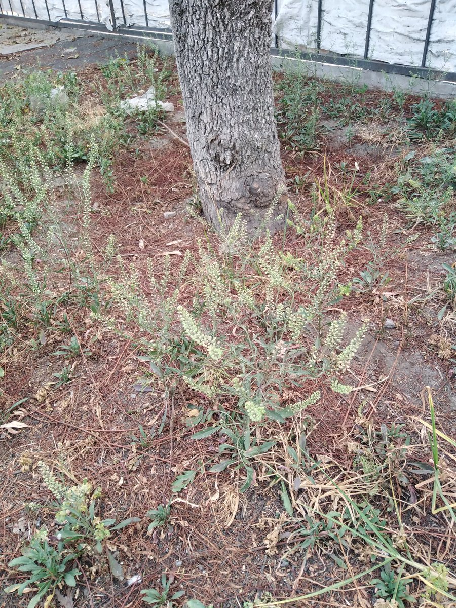 Xoxouhcapahtli o lentejilla (Lepidium virginicum L.) conviviendo con el arbolado urbano, se trata de una hierba nativa mexicana que desde tiempos prehispánicos ha sido importante como planta medicinal.

#Arbolector
#Ruderal