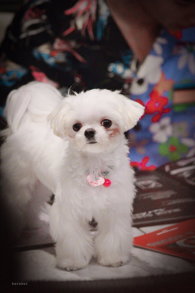 ksrskw1's tweet image. บะบะบะบะบี๋แอคแทค 🥺🥺💚🤏🏻 #บี่บี๋
@AtthaphanP