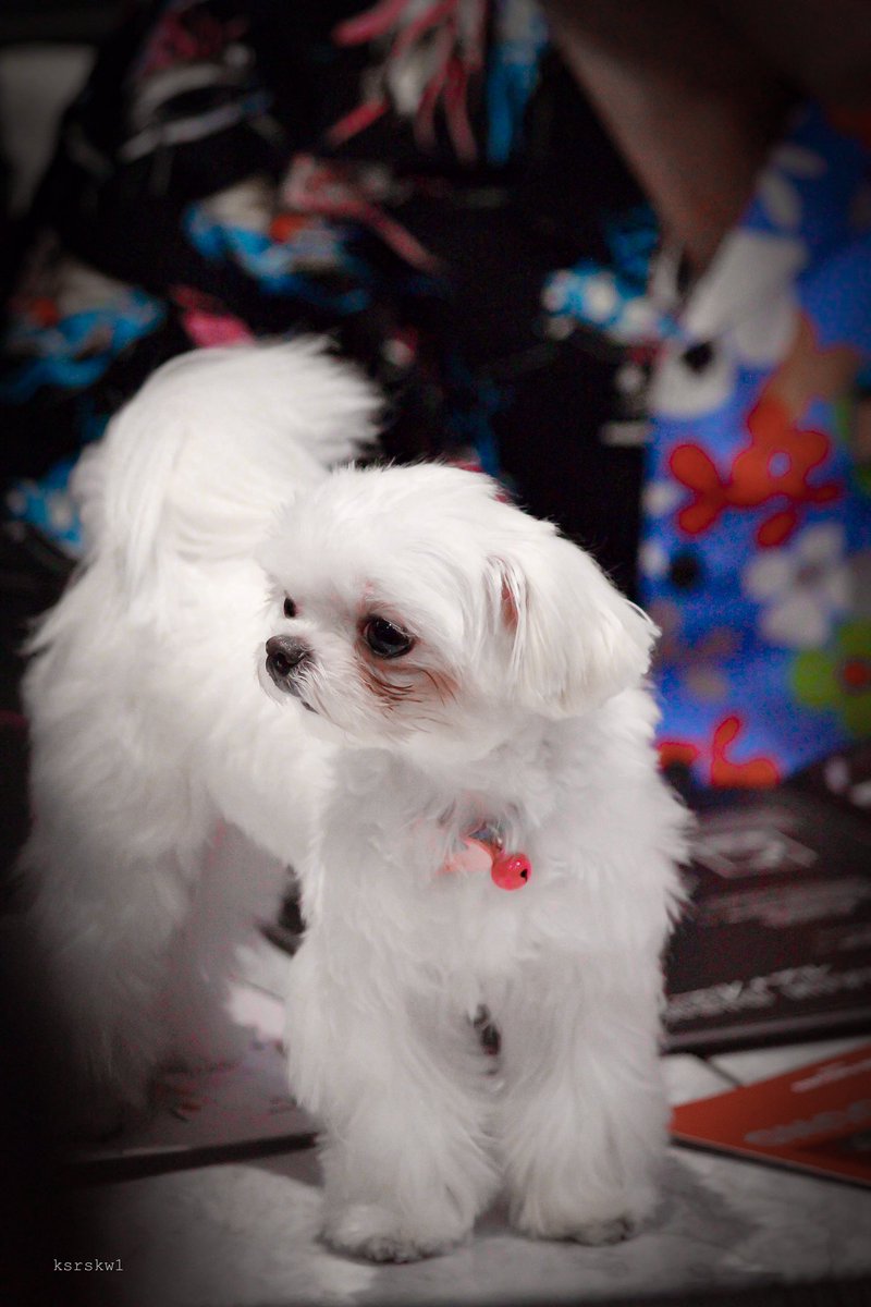 ksrskw1's tweet image. บะบะบะบะบี๋แอคแทค 🥺🥺💚🤏🏻 #บี่บี๋
@AtthaphanP