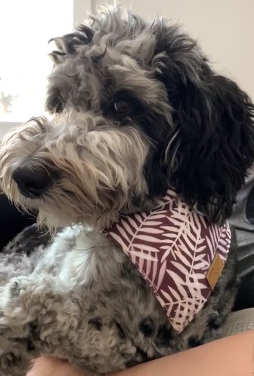 jordofran's tweet photo. @dog_rates @budweiserusa More pictures of Lewey!! How can you NOT love this face?? https://t.co/FolceXj9kp