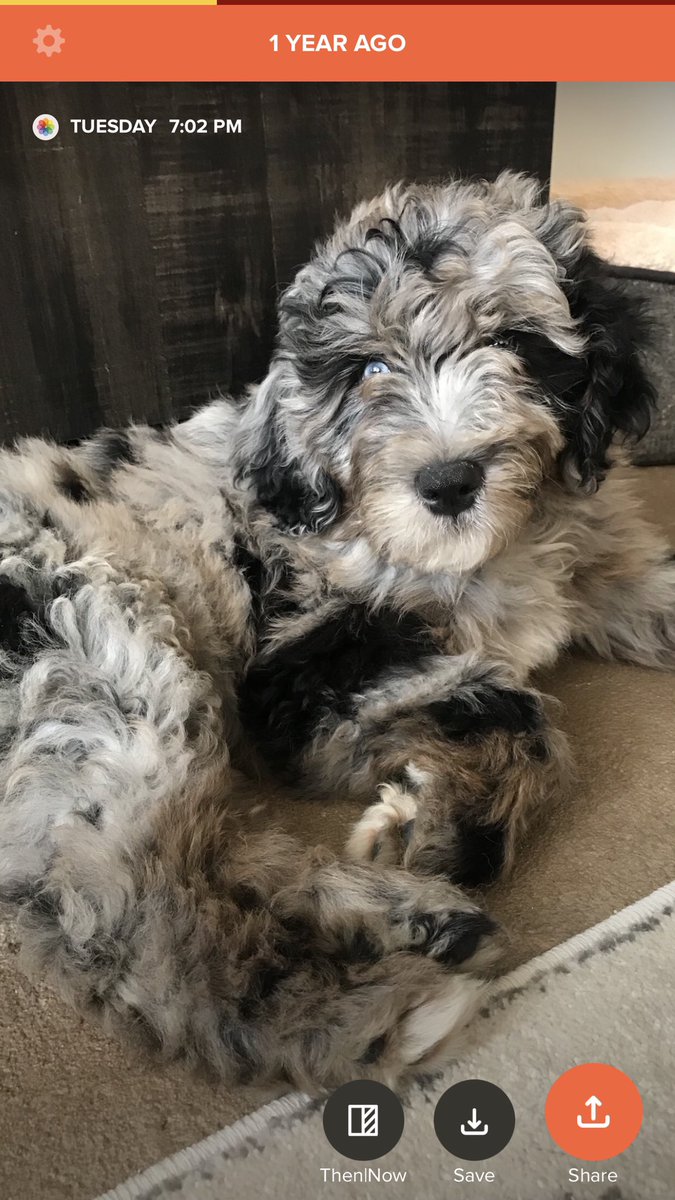 jordofran's tweet photo. @dog_rates @budweiserusa More pictures of Lewey!! How can you NOT love this face?? https://t.co/FolceXj9kp
