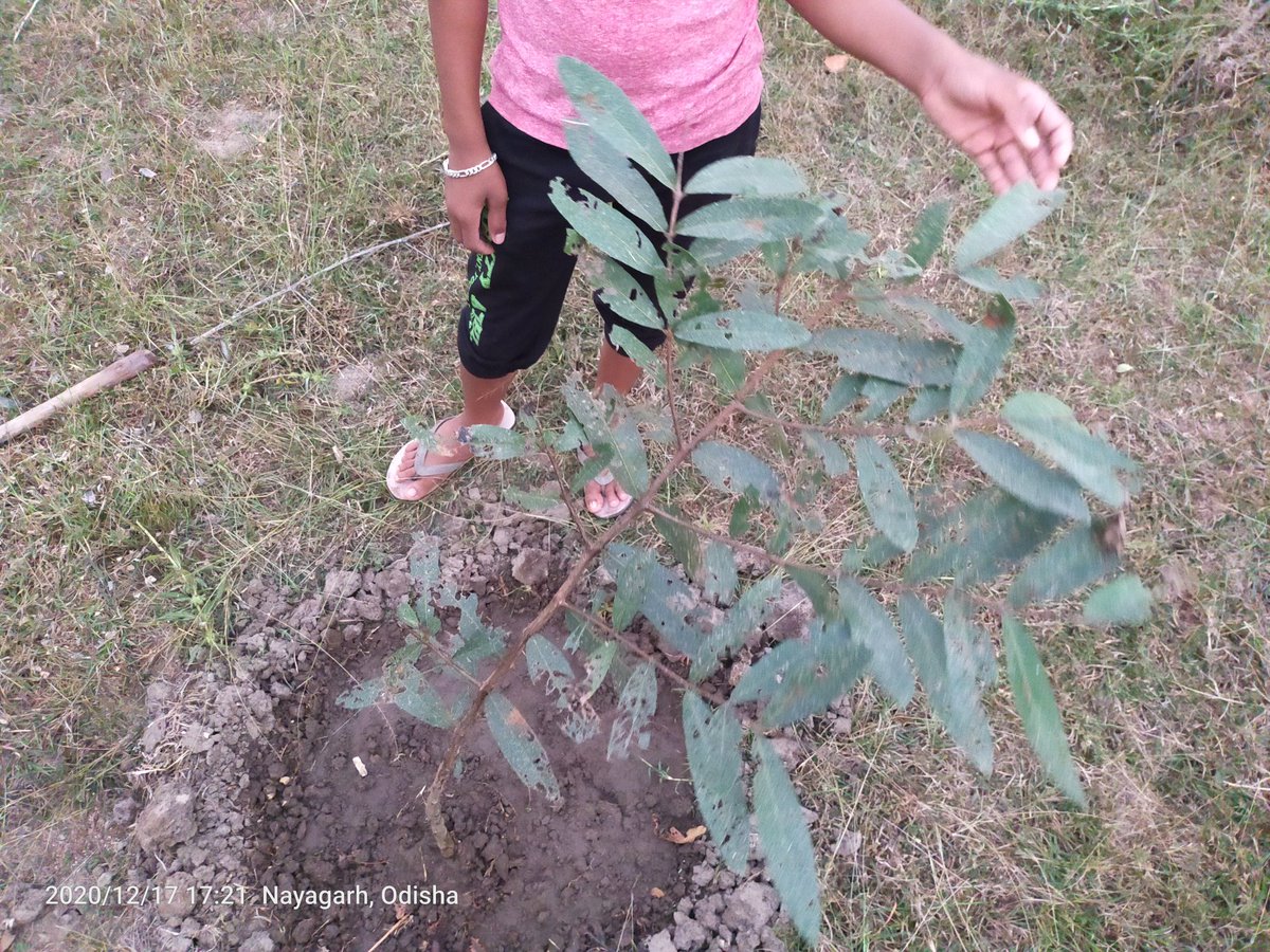 gnyanaranjanctc's tweet photo. watering time in our mini foresst
we team @friendshelpgro2  @saveenergymahi @Envirer_IN 
💚💚🌳🌳🌱🌱🌱🌱plant tree protect tree save nature https://t.co/WhTPQ4XpNx