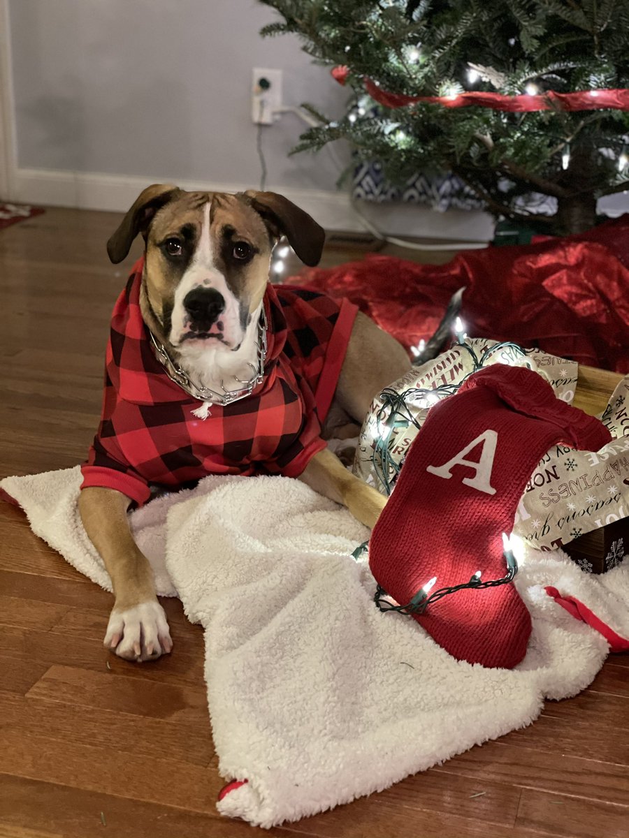 AK5514's tweet photo. @dog_rates @budweiserusa Auggie loves @budweiserusa!!! #fromthelouandhesproud #Pupweiser https://t.co/mBfwNPNlsF