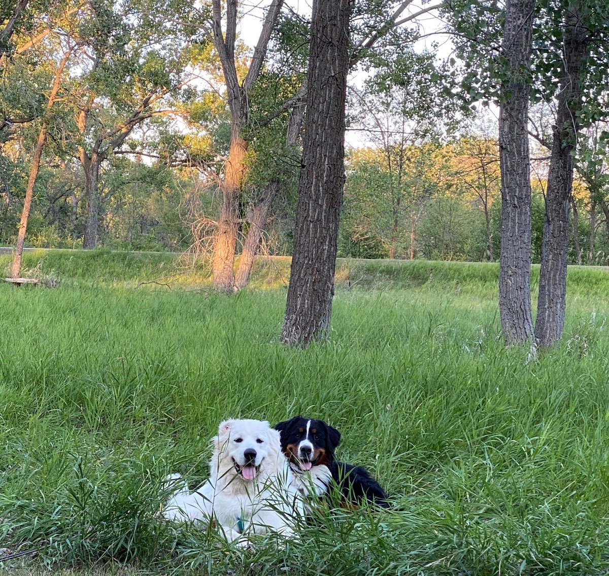 madieolson11's tweet photo. #Pupweiser @budweiserusa check out my cute pups🥰🥰 #gettheboysonabeercan https://t.co/wKgUC2HyYc
