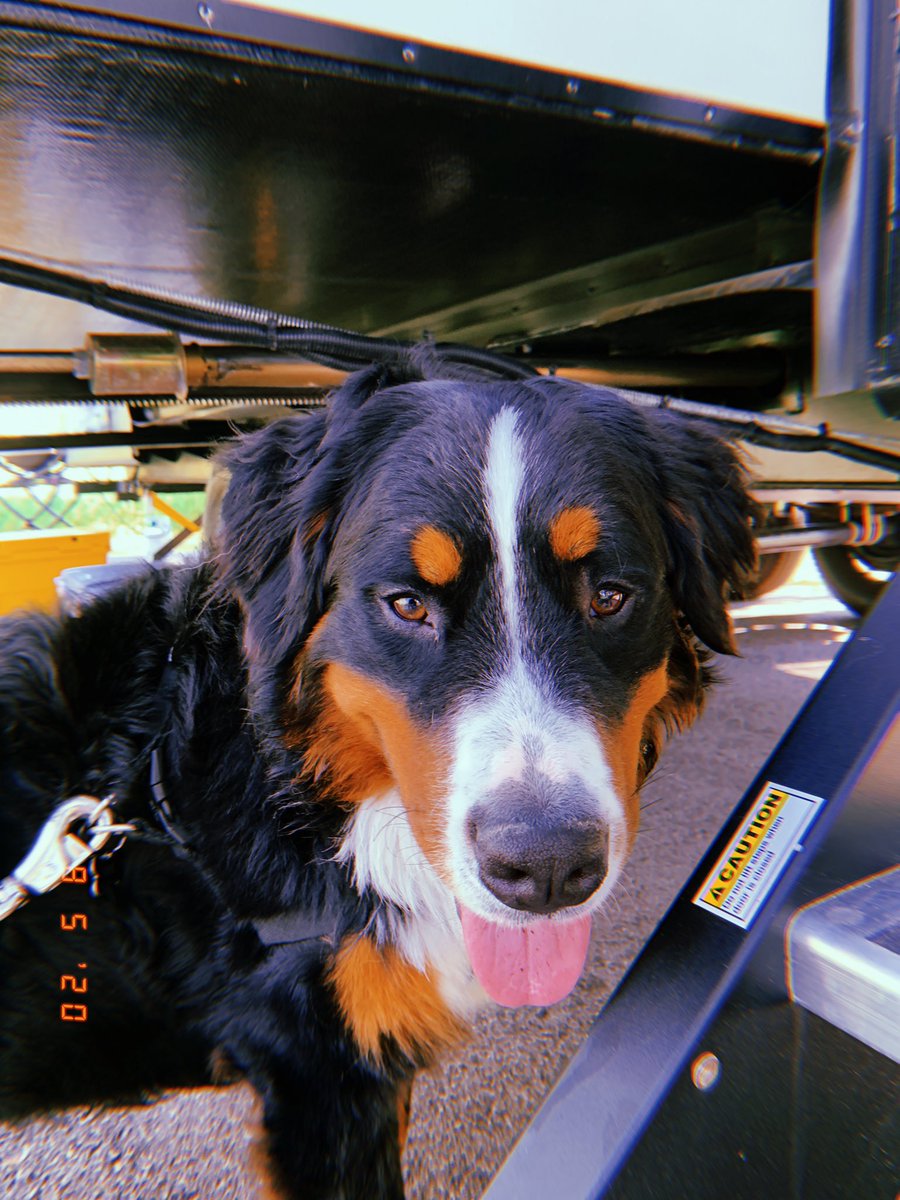 madieolson11's tweet photo. #Pupweiser @budweiserusa check out my cute pups🥰🥰 #gettheboysonabeercan https://t.co/wKgUC2HyYc