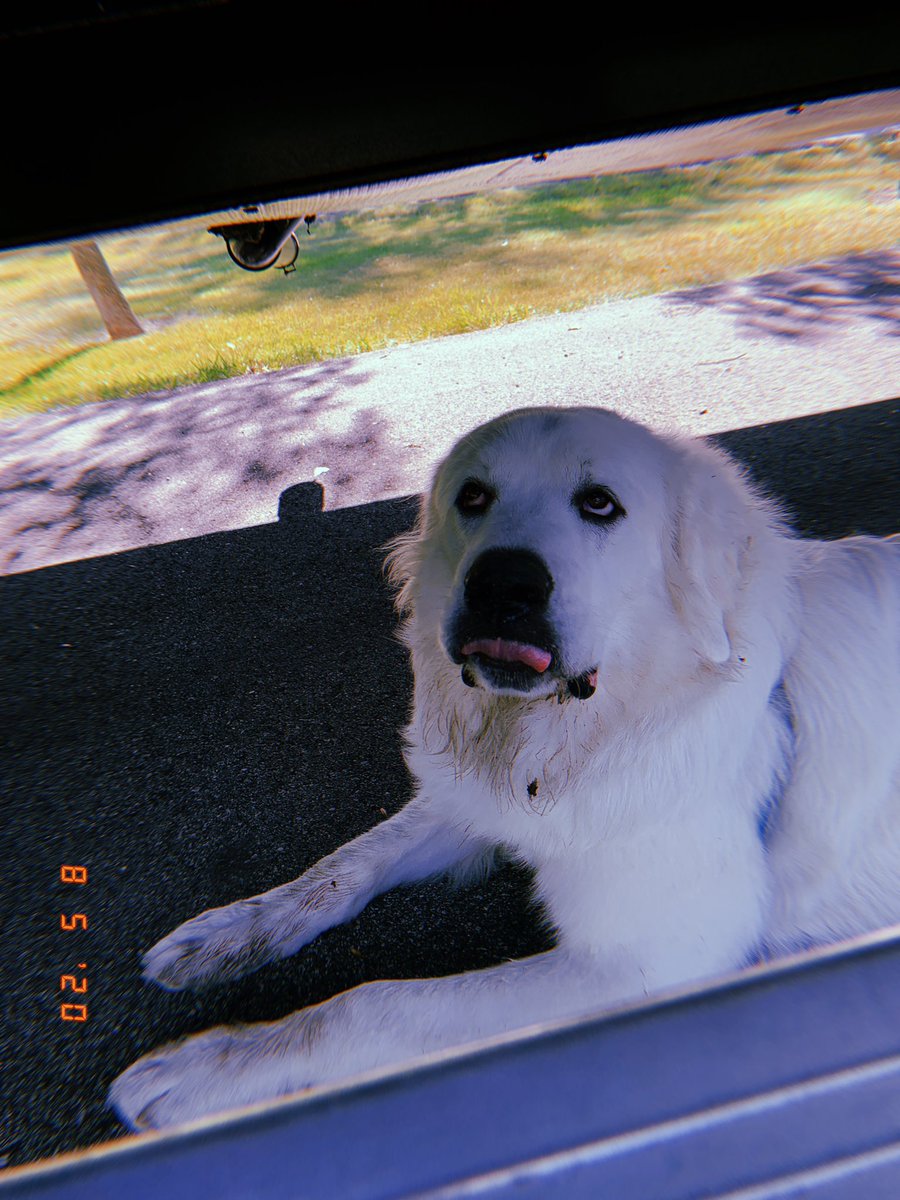 madieolson11's tweet photo. #Pupweiser @budweiserusa check out my cute pups🥰🥰 #gettheboysonabeercan https://t.co/wKgUC2HyYc