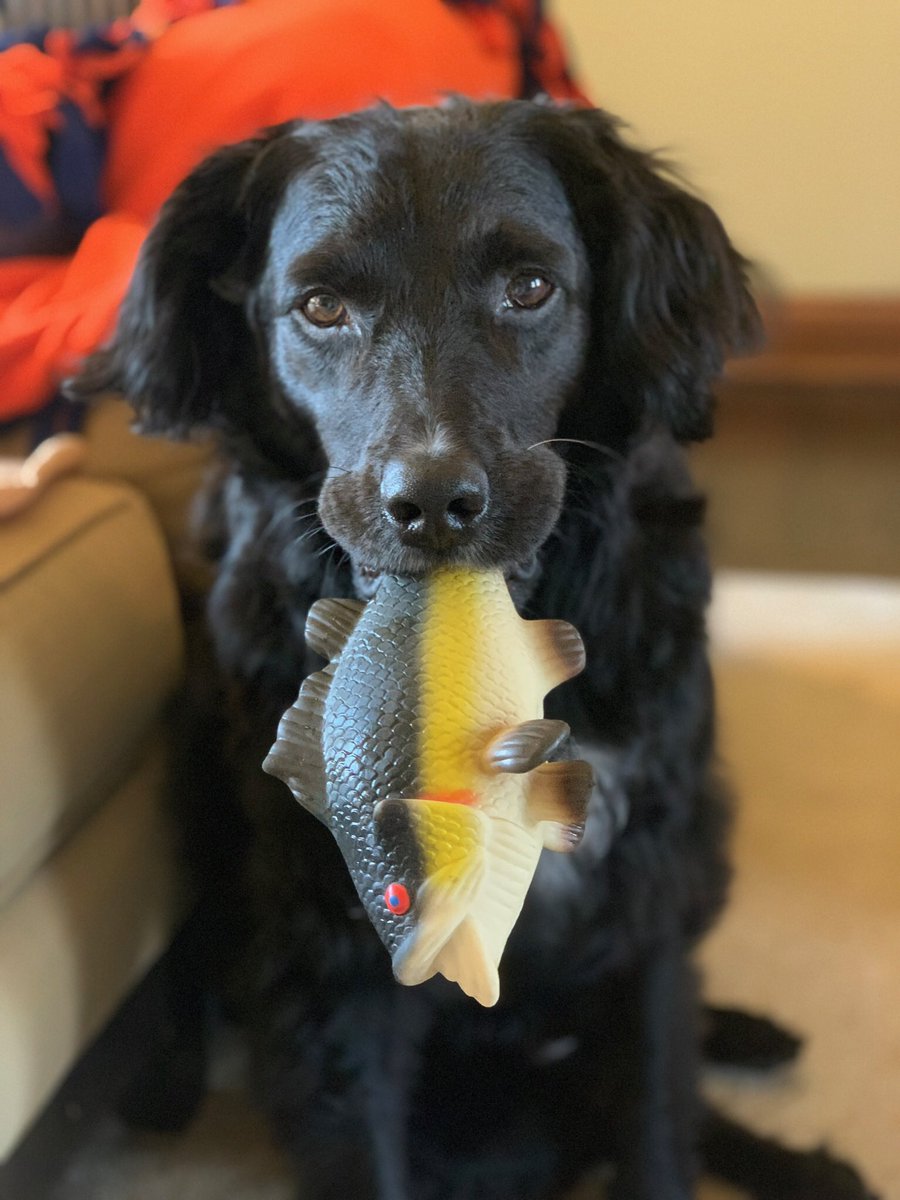 laugust4's tweet photo. #Pupweiser https://t.co/ygzOOhuLgu