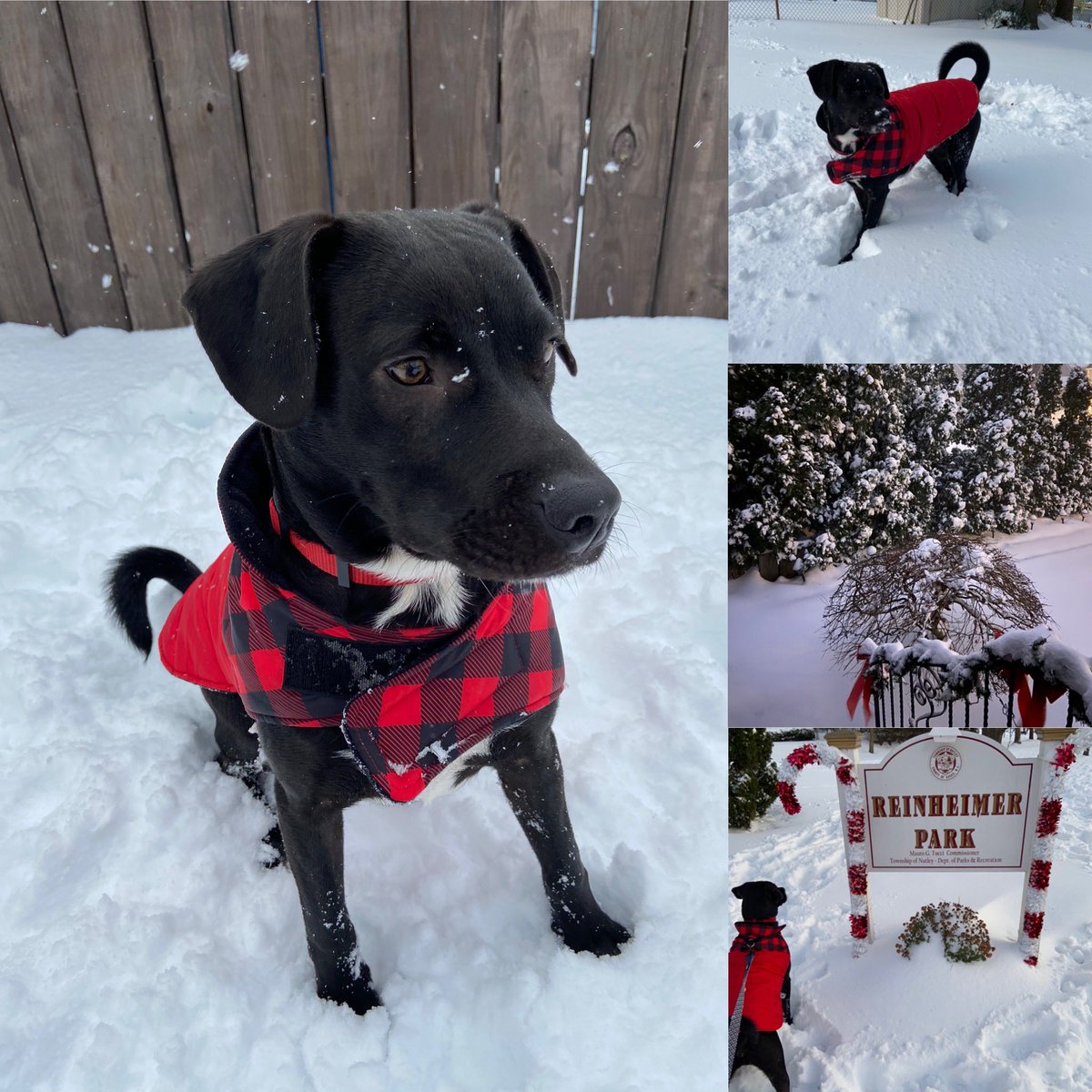 Finnegan’s first snow day!🐶⛄️❄️🤍