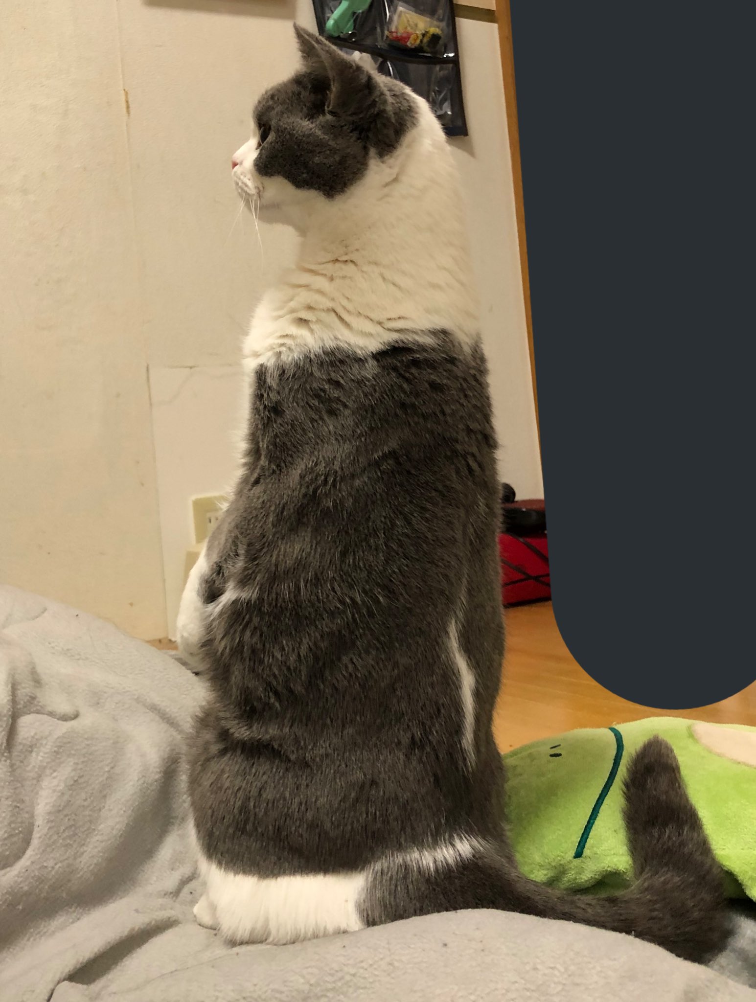 𝖲𝖧𝟤𝟪𝟣𝖯 気付いたら横にいた猫が立ってた 猫が自立してるとこなんて見たの初めてかも T Co Xiwdsrqsjl Twitter