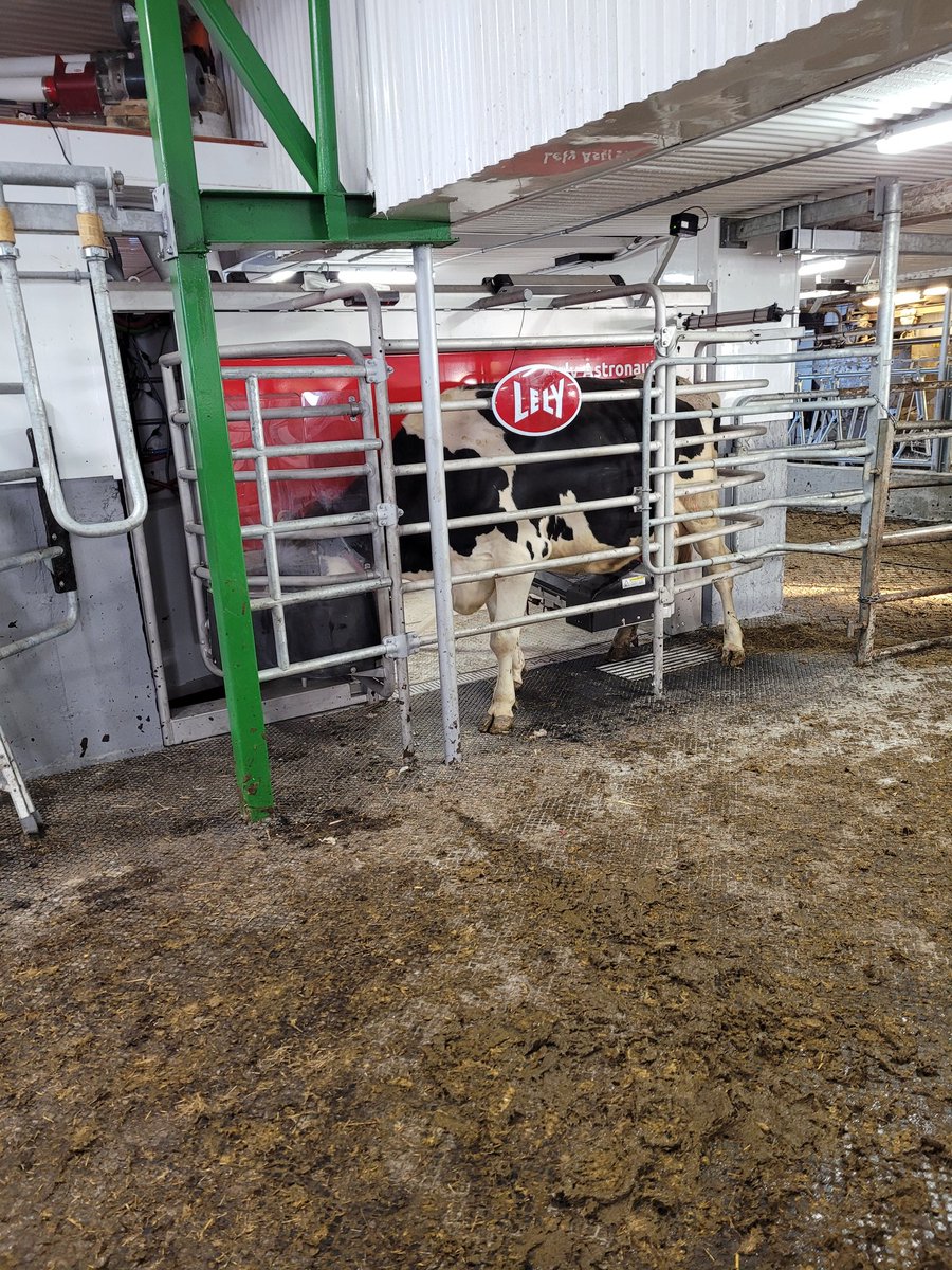First cow in the robot at Ferme Haricanna in Val d'Or Quebec,  also the first lely in the area hopefully the start of many more!  Cows are adapting extremely well. <a href="/GRRobotics/">Grand River Robotics</a> <a href="/DairyRobot/">Lely North America</a>