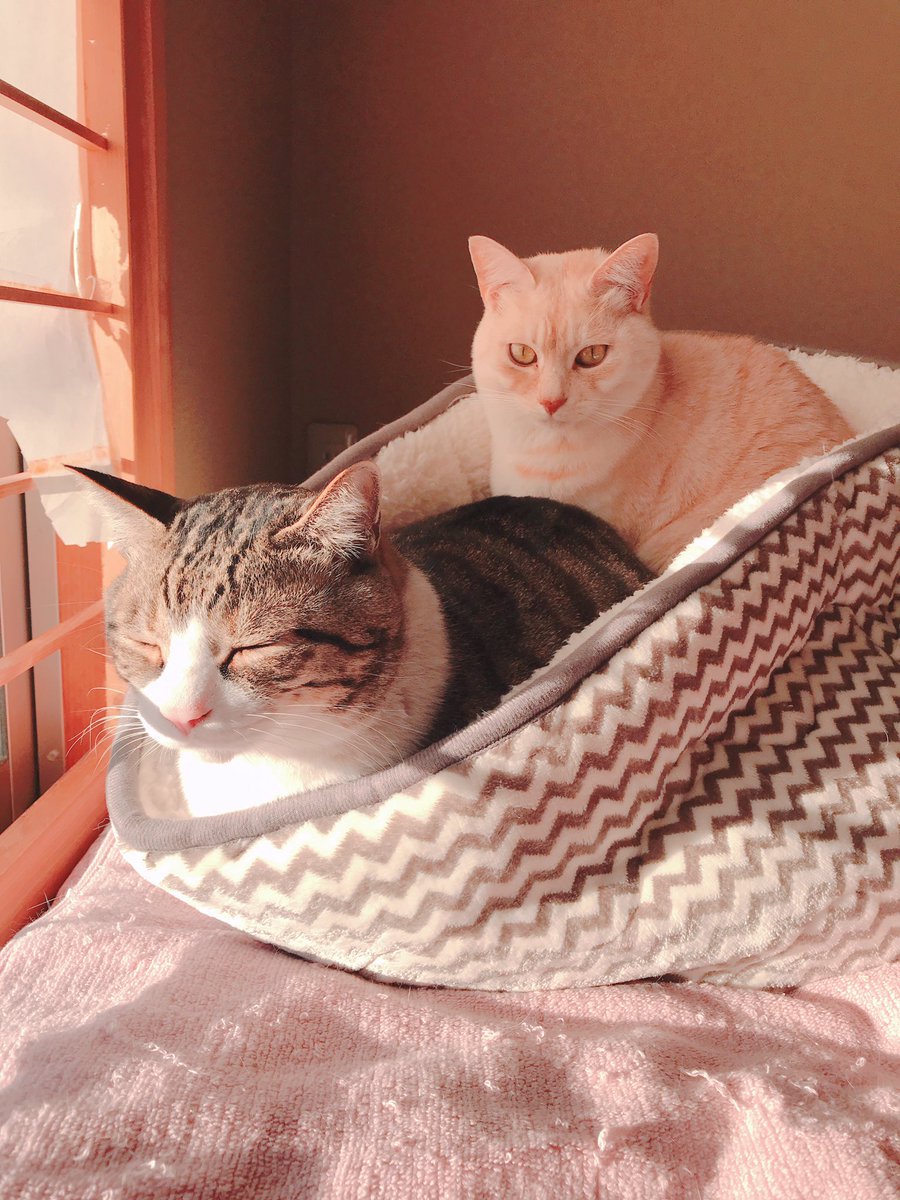 いつここ Twitter Search