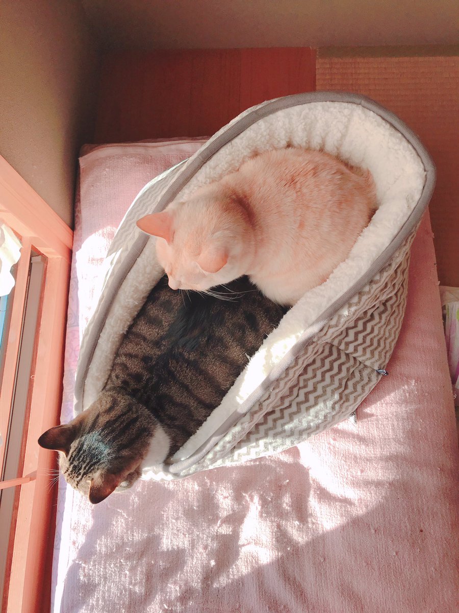 いつここ Twitter Search