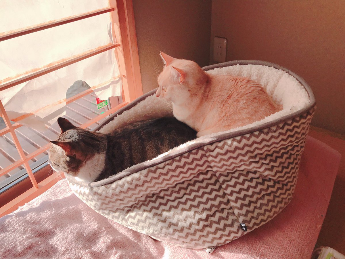 いつここ Twitter Search