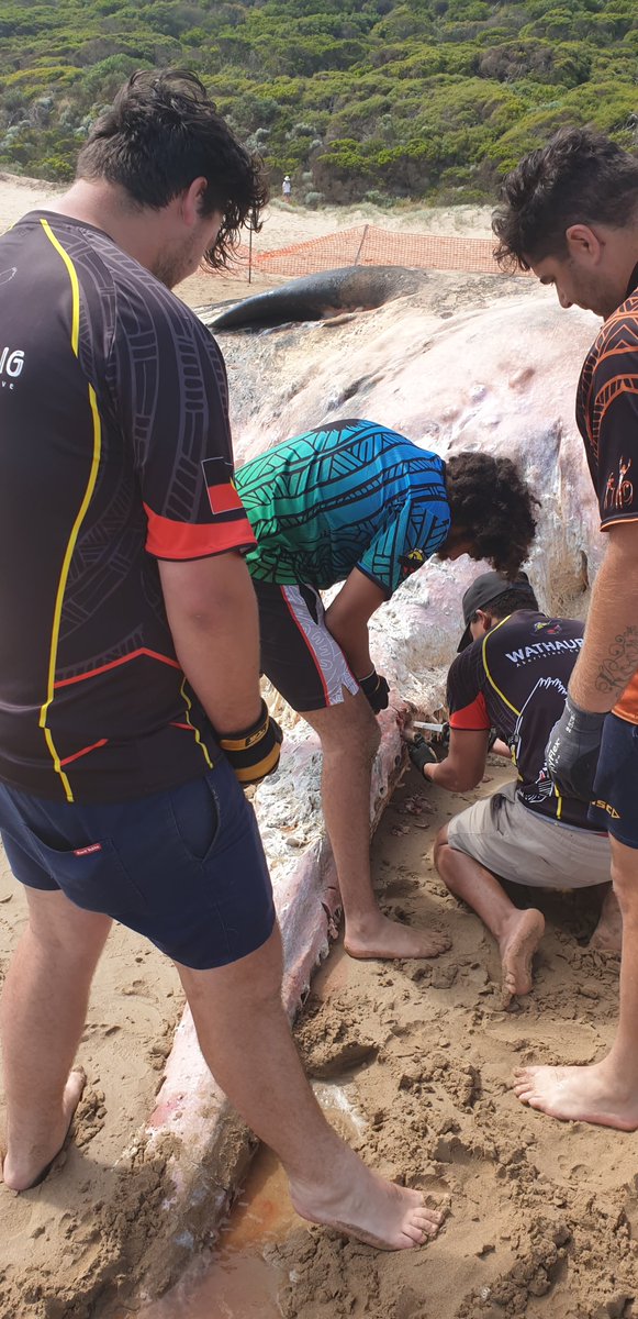 Eastern Maar Aboriginal Corporation tweet media