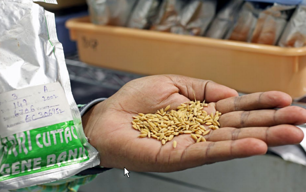 Odisha’s 460km coastline & agro-climate, have helped the state build a legacy in aquaculture & rice research.  @arvindpadhee  @ICRISAT & DG  @icarindia T Mohapatra examine the results of years of rice & fish breeding that Odisha has gifted to the world.  https://go.nature.com/37s7shs&nbsp;