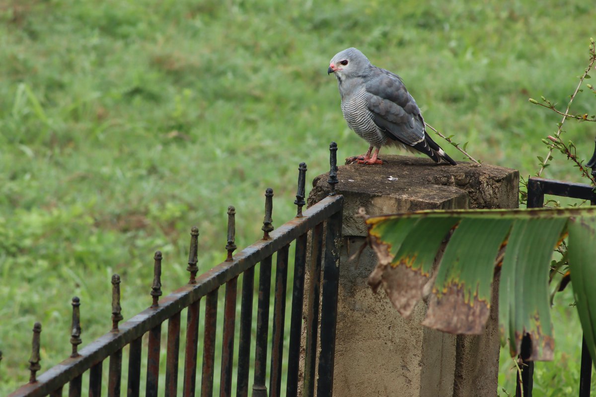 Good morning.
Blessed to have these beautiful birds paying us a visit this early morning. 
Imagine how many more bird species you will see when you come to visit Uganda. 
@UgBirdGuides @thePearlGuideUg @UgandaSights @visitugandaUK 

booking@chimpanzeetoursandtravel.com