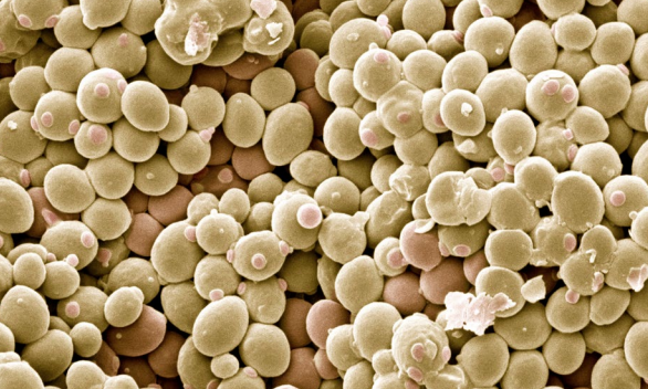 Odisha's entrepreneurship and innovation scene is warming up with a number of tech business incubators setting up shop & a biotech cluster on the cards.  @MrutyunjaySuar  @KIITUniversity & Namrata Misra analyse this growth in the state’s science.  https://go.nature.com/37s7shs&nbsp;