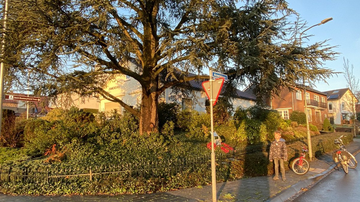 mveldhuis76's tweet photo. De 'Jack Baskeyfield-tree' in #Oosterbeek, ter nagedachtenis aan de Britse lance-sergeant John Daniel #Baskeyfield, die tijdens de Slag om Arnhem op 20 september 1944 daar sneuvelde. Geheel alleen slaagde hij erin daar zware pantservoertuigen van de bezetter uit te schakelen. https://t.co/K6EbIUhVQB