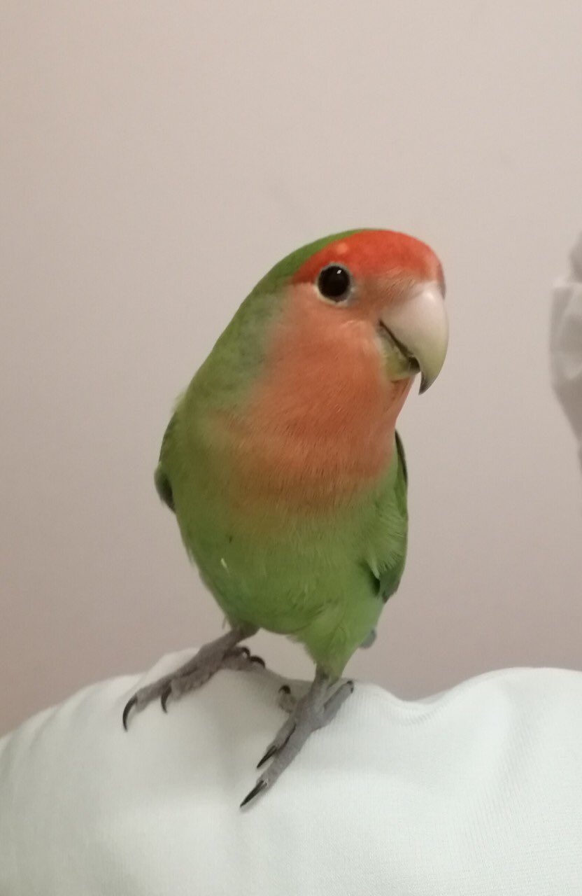 陽だまり動物病院 コザクラインコちゃん保護されました 日時 12月18日午後2時頃 場所 稲城市くろがねや駐車場 羽は切ってあるため飛べません 人によくなついていて手や肩に乗ってきます お心当たりのある方は当院までご連絡ください 迷い鳥