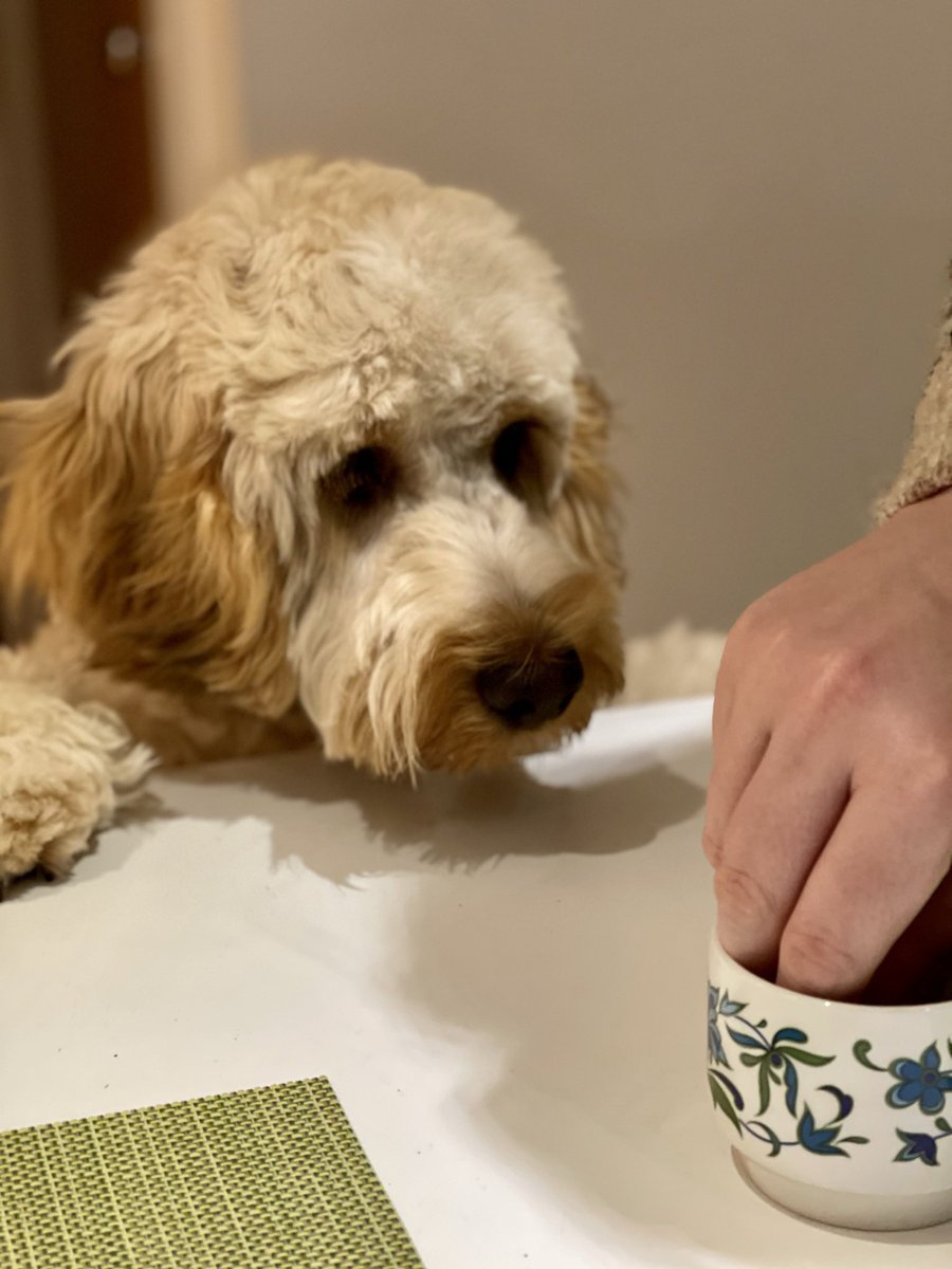 Day 133. Humans have this ritual around “off”. I jump on things for investigations. They say off. I carry on doing as I please for a bit longer, they yell off again. I pause, look at them and finish, continue with my day and then they smugly treat me. Odd game. #dogsoftwitter