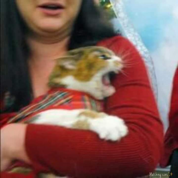 dz_abril's tweet photo. @osmarrmz54  tú corazón será mío ❤️😾 https://t.co/Nqe4R3BlU1