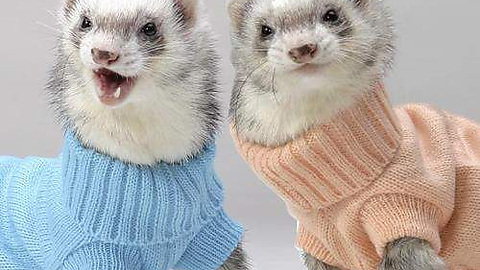 Ferrets4Elaina's tweet photo. @Elaina_Exe @thecodemiko Vouch https://t.co/LCgqQYdpZd