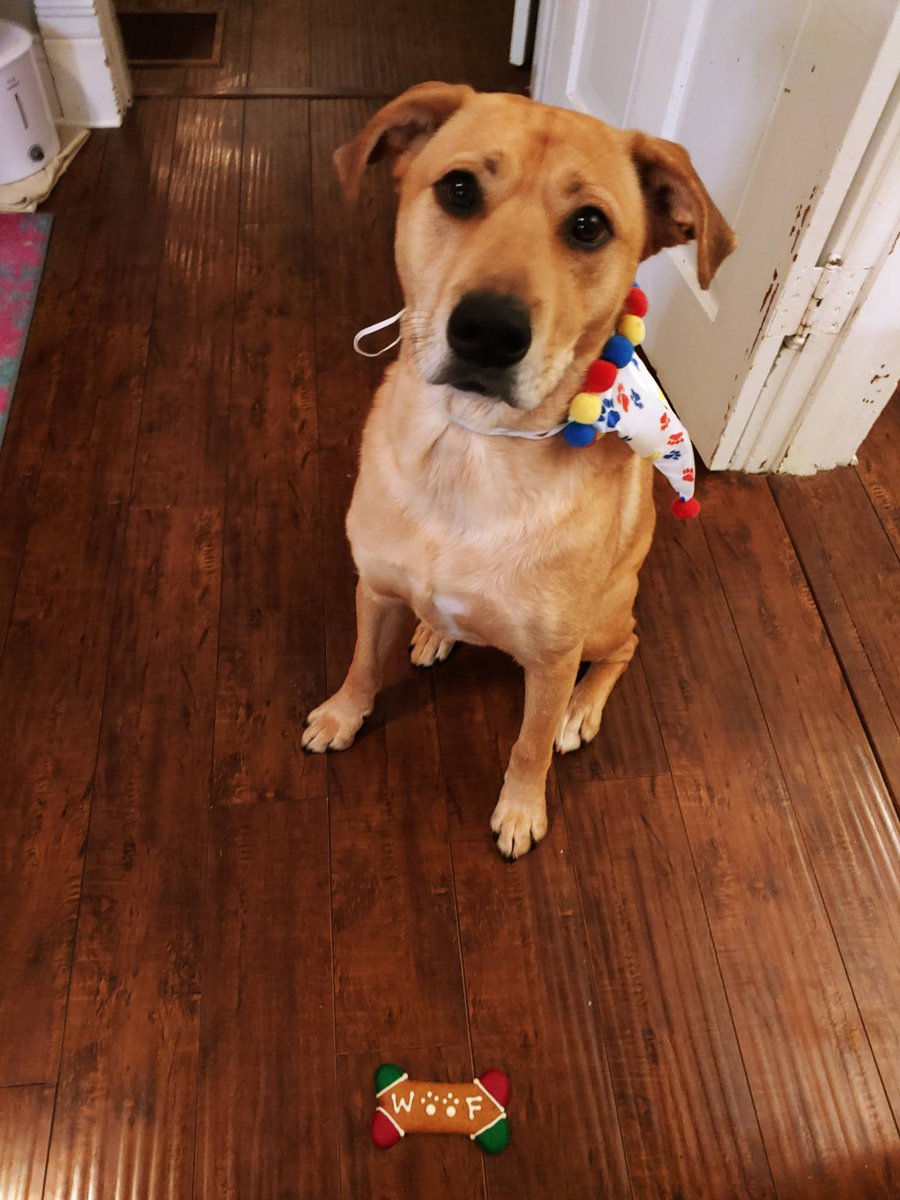 prayformydog's tweet photo. Prayers for the Birthday Boy. #howembarrassing https://t.co/L2sobCNqWg