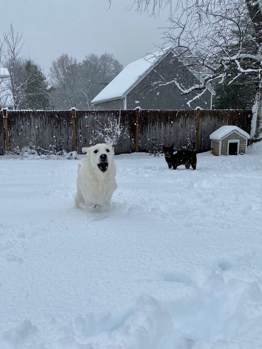 jesskailher's tweet photo. SNOW DAY❄️🐰 https://t.co/nfL8kage76
