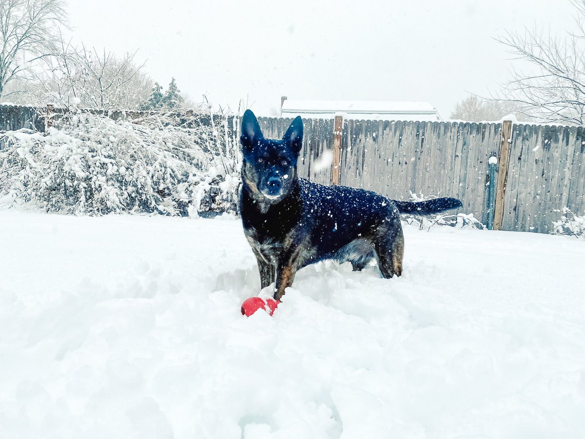 jesskailher's tweet photo. SNOW DAY❄️🐰 https://t.co/nfL8kage76