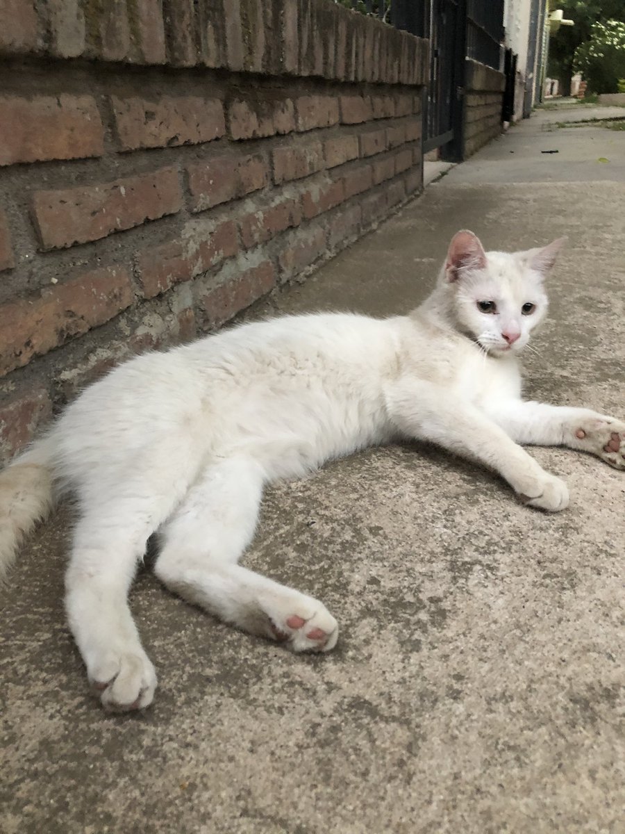 magaligonzalvez's tweet photo. este bebito está en adopción ♥️ es muy cariñoso y compañero, debe tener aprox 8 meses. ayúdenme a compartir 🙏🏻 https://t.co/oKoKkzA6fU