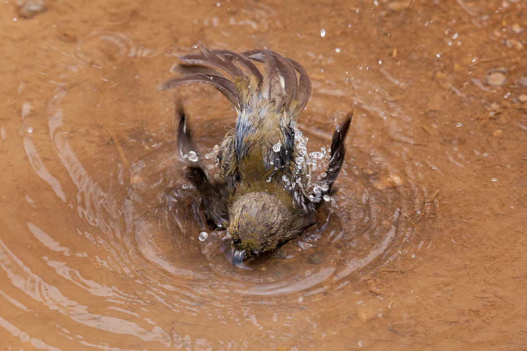 BirderBrain's tweet photo. Rufous-collared Sparrow (Zonotrichia capensis) taking a bath. Minas Gerais, Brazil. Photo: @Schlarmage.
#birder #birdwatching #nature #conservation #birds #birdingphotography #wildlifeconservation #amazonbirds
#birdsofbrazil #wikiaves #rufouscollaredsparrow #sparrow https://t.co/4H1PzK4AkO