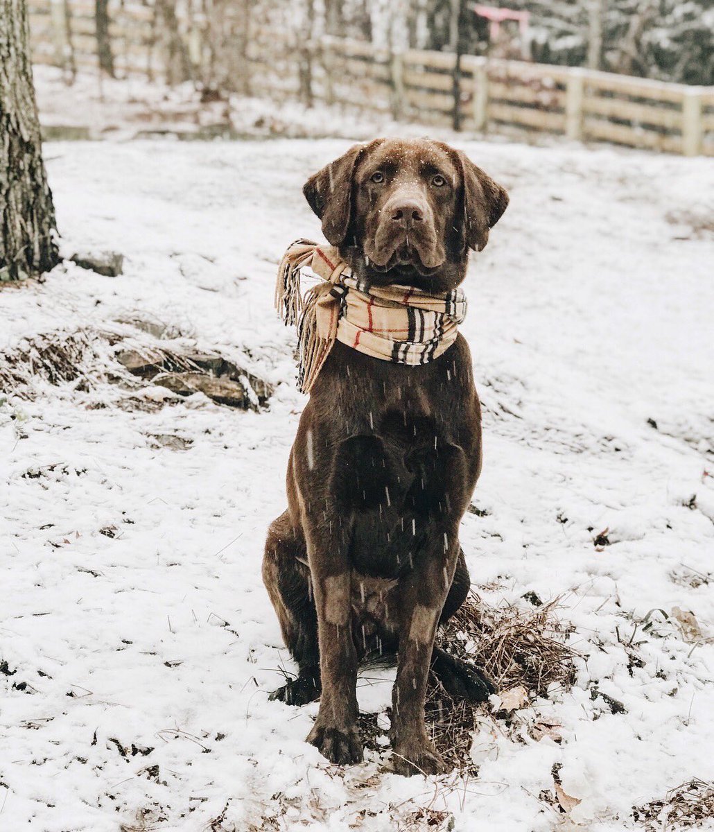 CGDulmage's tweet photo. Entering Bodie in the #Pupweiser challenge. Think the big man deserves to be on a Budweiser can this winter! @dog_rates https://t.co/5eKZ2qL9nh