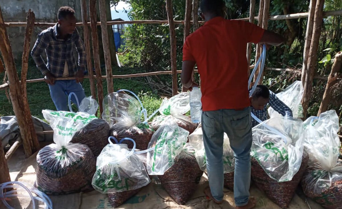 AddisExporter's tweet image. Anaerobic Process Genji Challa, Telila Gera CWS