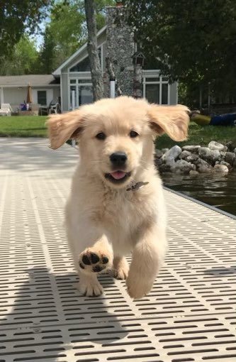 DonDamerow's tweet photo. This is Milo.  He loves life and people unconditionally just like Grandma when she drinks Budweiser #Pupweiser https://t.co/8IHgCbaM40