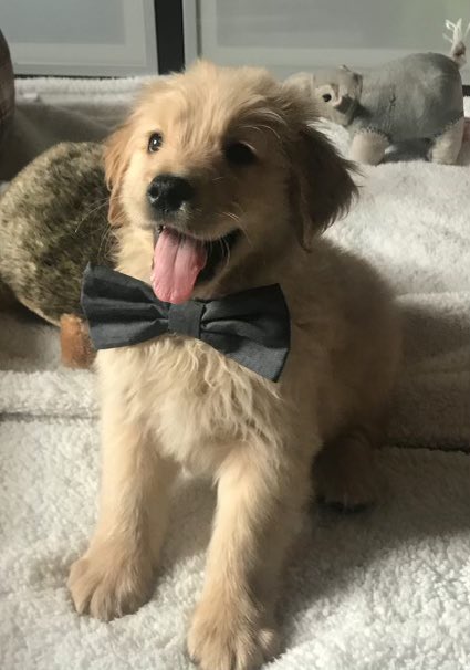 DonDamerow's tweet photo. This is Milo.  He loves life and people unconditionally just like Grandma when she drinks Budweiser #Pupweiser https://t.co/8IHgCbaM40