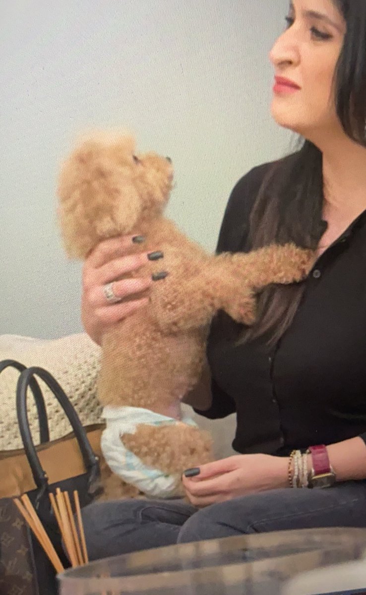 avika1228's tweet photo. did anyone else notice the dog wearing a diaper in the Fabulous Lives of Bollywood wives? https://t.co/LOQAxbSNal