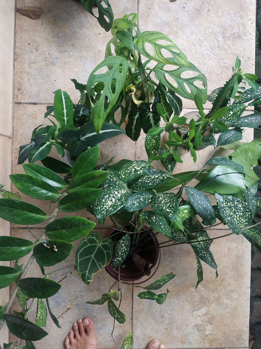 rahmasaja's tweet photo. Plant parents memperlakukan taneman layaknya makhluk hidup lain, disiram, dipangkas. Di ks media tanam yg mendekati habitatnya dll..malah kadang diajak ngobrol.biar tumbuh happy. Kemudian tiba2 dateng tamu rumah berupa emak2 yg kena trend taneman hias 👀 https://t.co/4PjL39Gg8f