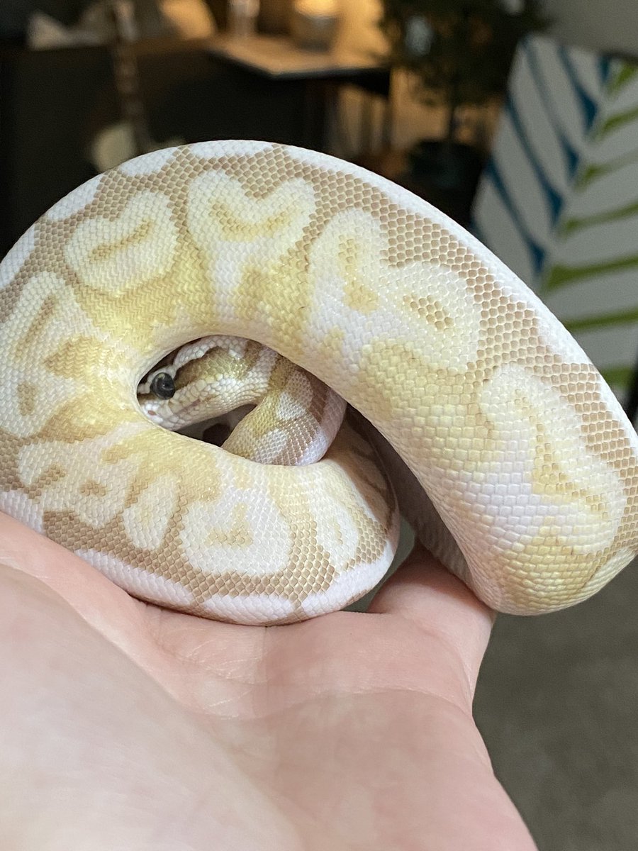 ar_ri_ana's tweet photo. My baby boy, Perseus is here✨ https://t.co/UeKsTWwR8S