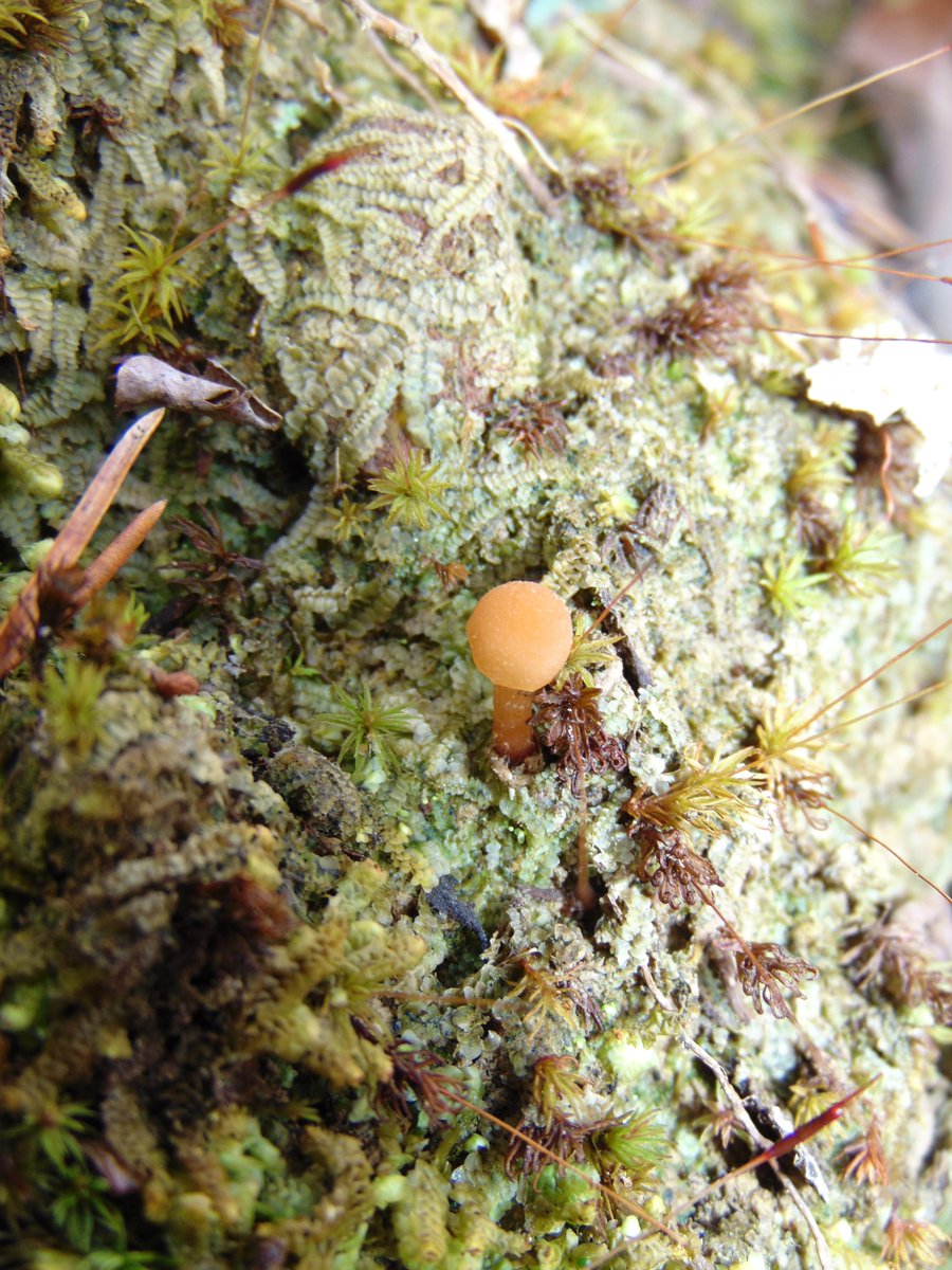 The 33rd rule of the Mushroom Cult is to go in the woods and take pictures of mushrooms.