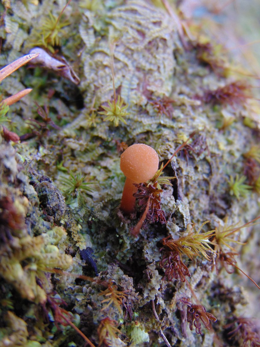 The 33rd rule of the Mushroom Cult is to go in the woods and take pictures of mushrooms.