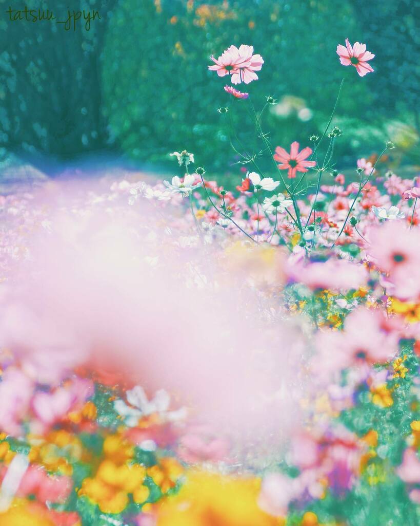 tatsuu_h's tweet photo. 2020.10.31
連日の更新
・

#写真好きな人と繋がりたい #RECO_ig #igersjp #instagramjapan #igers #shootermag_japan #huntgramjapan #hueart_life #indies_gram #ig_photooftheday #team_jp #vscogoodshot #コスモス #秋桜 #山梨 https://t.co/N0TynQUCTg https://t.co/EgjYiSMIkt