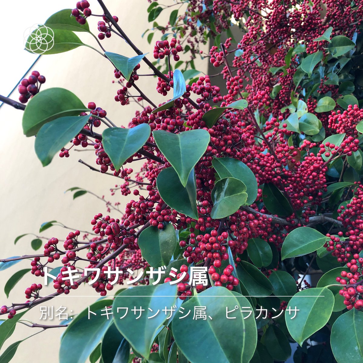 Bouno Pfizer インフル 済 本日の花 クロガネモチかと思いましたが 実のつき方が違うような 何でしょう ハナノナ オラ草が知りてぇ 庭木図鑑 植木ペディア 赤い実がなる木 T Co 1zb9v1xu0j