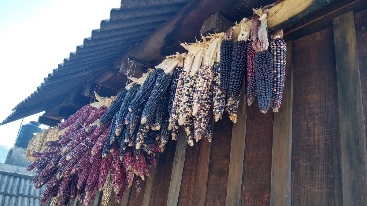 Red_InnovAC's tweet photo. Amacenamiento de semilla en la localidad de Sevina Michoacán Región Purépecha de dónde se obtiene la fuente de alimento principal, El Maíz nativo @AmadorAguillon @ACCIMMYT @Paus_Camacho @ErickOH_AC https://t.co/4u8fguC2zV