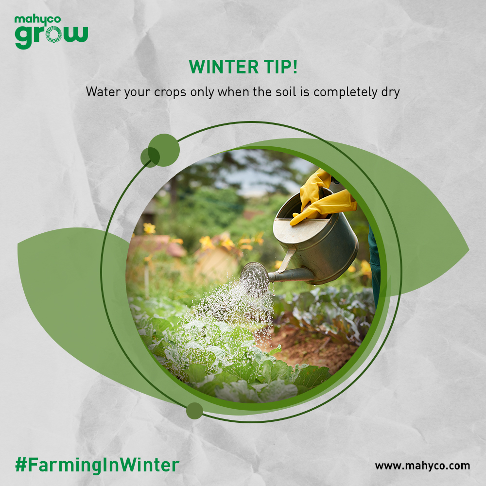 MahycoGrow's tweet photo. Excessive water can rot the roots of the plant as its sun exposure is minimum during winters. Thus, it is best to water them only when the soil is completely dry.
Source - https://t.co/IHMUqvsHyz
#Mahyco #Seeds #Agriculture #Farms #Fruits #Vegetables #Farmers #FarmingInWinter https://t.co/jZ4bahMTH5