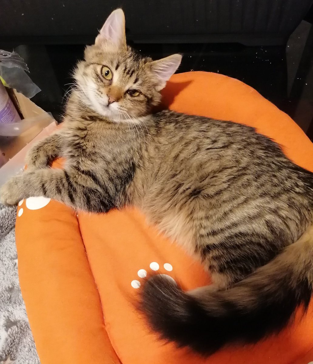 My human gave me my very own bed. I've never slept in a bed. It's so soft and comfy. I love it.  #CatsOfTwitter