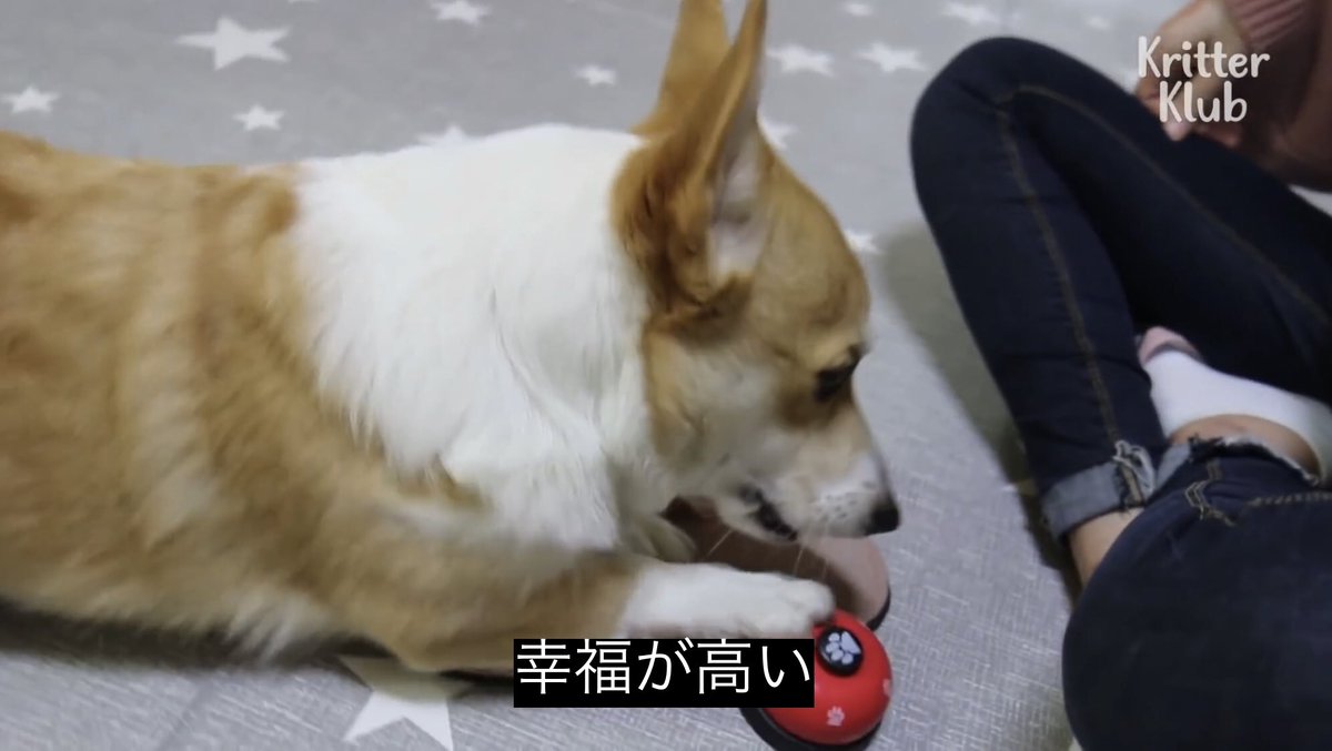 どうぶつ動画字幕bot 短いステップ ウェルシュコーギー 前進してください T Co Rk4h5nwnqb